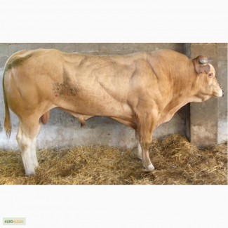 Продам: Белая Аквитанская мясная порода из Франции (животные, эмбрионы, семя)