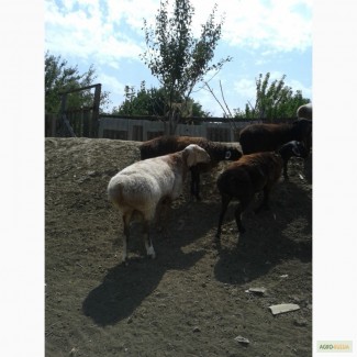 Продам овец гиссарской породы курдючные