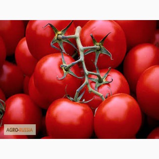 Огурцы и помидоры из Ирана