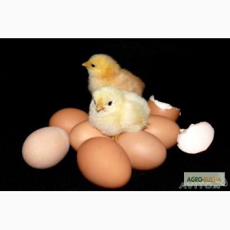 Инкубационное яйцо. Птицеферма Chiken House