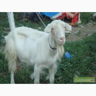 Белая немецкая порода коз
