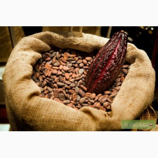 Какао-бобы, сорт криолло
