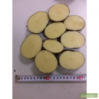 Компания Зелёная долина крупнейший производитель картофеля реализует свою продукцию