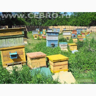 Продаются пчелы,пасека
