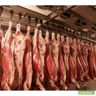 Продаем говядину оптом (напрямую от производителя - фермерские хозяйства Татарстана и Удм