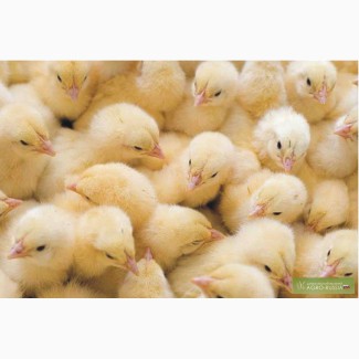 Продаются цыплята бройлерные с частного подворья под СпБ
