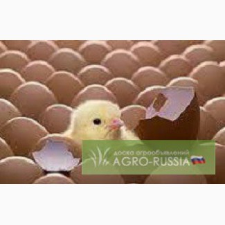 Яйца инкубационные бройлерные