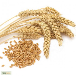 Пшеница 3 класса оптом от производителя в Омске