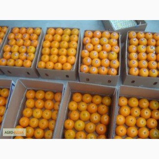 Продам мандарин КИННО (Пакистан) оптом