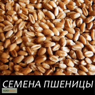 Семена яровой пшеницы ТАСОС (Репродукция Элита)