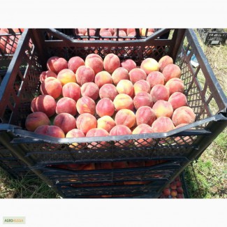Продам персики крымские