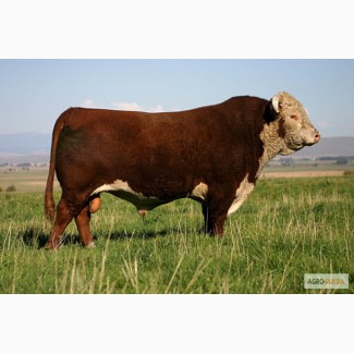 Продам КРС (племенных бычков) герефордской породы