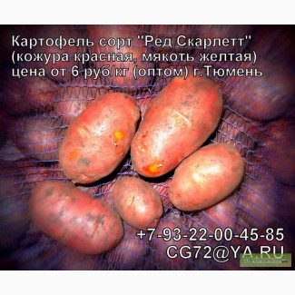 Продам картофель оптом от 6 руб/кг (Тюмень)