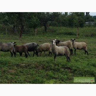 Овцы романовской породы