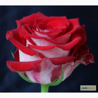 Эквадорские розы и цветы оптом к 8 марта 2015