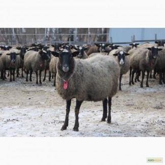 Продаются овцы, бараны и ягнята романовской породы