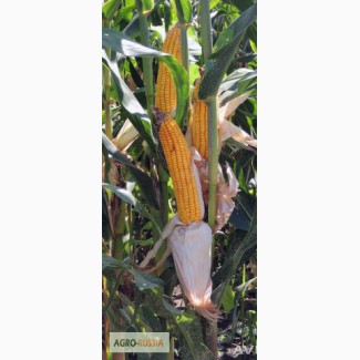 Семена гибрида кукурузы Ладожский 292