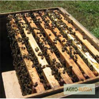 Продам пчелосемьи среднерусской породы