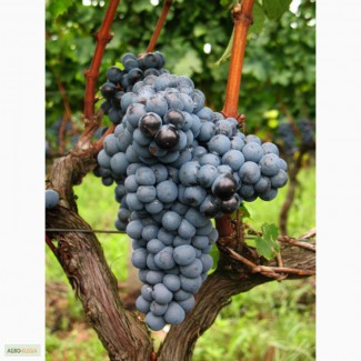 Виноград винный (технический)