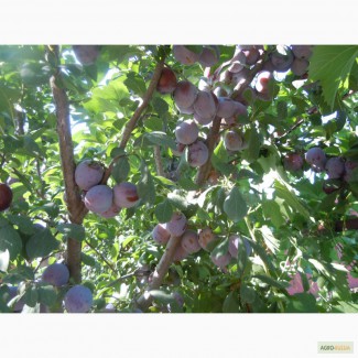 Саженцы плодовых деревьев сливы, вишни, яблони, груши