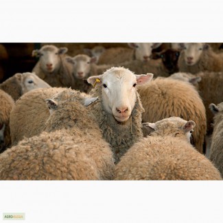 ПРОДАМ Бараны овцы Романовской породы