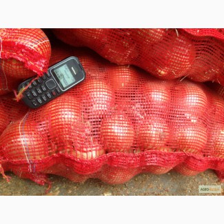 Лук репчатый, сетка 25 кг (красная), 25 тонн