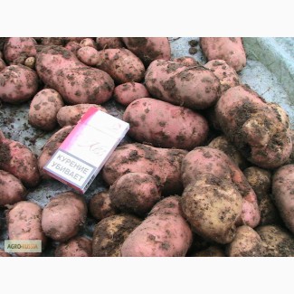 Картофель Розара, Любава оптом от производителя в Новосибирске