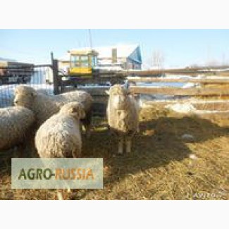 Продается отара овец куйбышевской породы