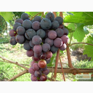Столовый виноград оптом из Крыма