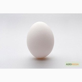 Продаем гусиное инкубационное яицо