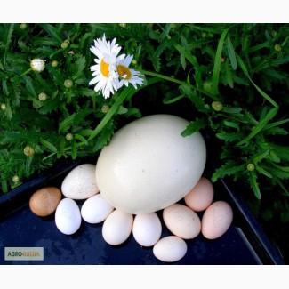 Инкубационное куриное яйцо (микс разных пород)