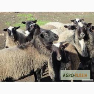 Продаю котных овец Романовской породы