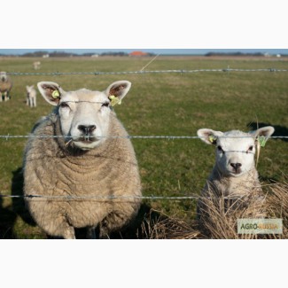 Продаю голландских овец породы тексель