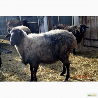 Овцы Эдильбаевской породы