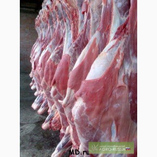 Оптовая продажа Алтайской говядины