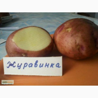 Картофель оптом 5+ Тамбовская обл., сертификация