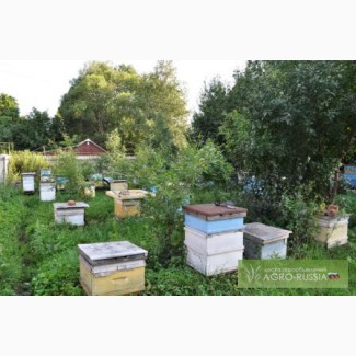 Продам пчел с ульями и инвентарь пчеловода.