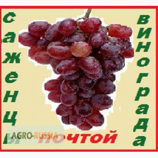 Высылаю -почтой во все города России 2- х летние саженцы винограда