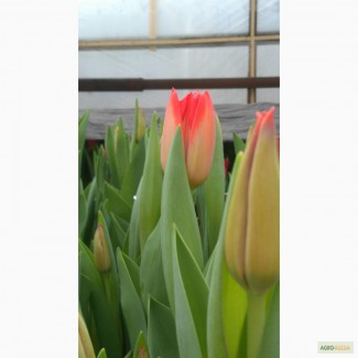 Тюльпаны оптом к 8 марта 2016 краснодарский край