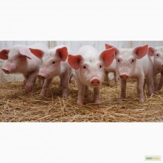 Продам свиней 120-170 кг живым весом