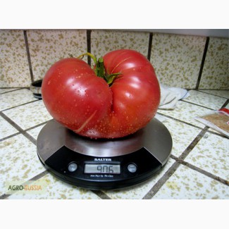 Семена томатов помидоров