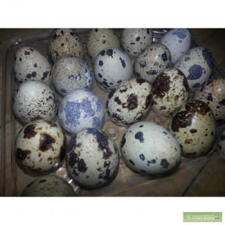 Продаю свежие отборные перепелиные яйца