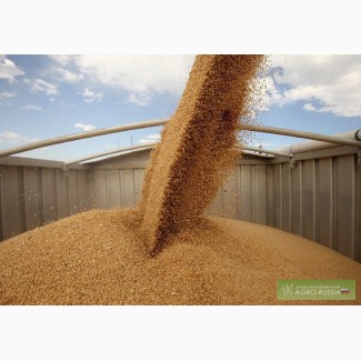 Продаем зерно фуражное в ассортименте