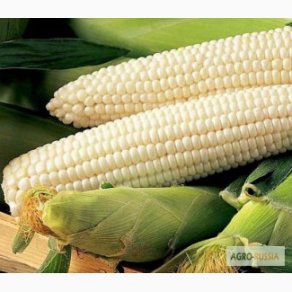 Белая кукуруза крупа, мука, зерно. Производитель