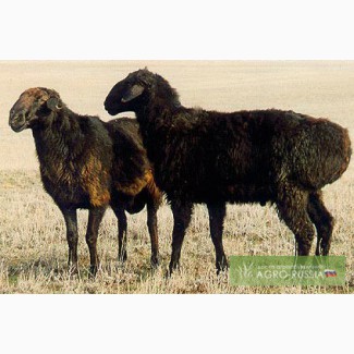Овцы и ягнята Эдильбаевской породы