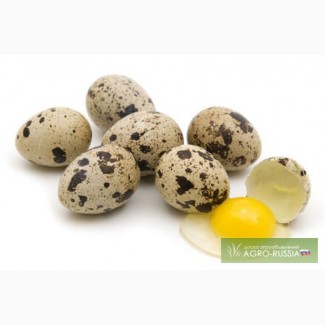 Продаю перепелиные яйца – диетические и инкубационные в Чебоксарах