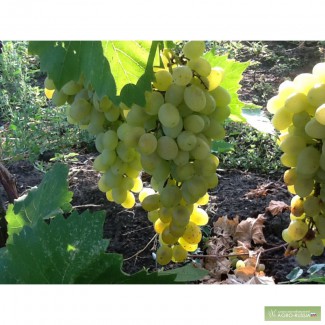 ОПХ Анапа продукция собственного производства виноград плевень (августин)