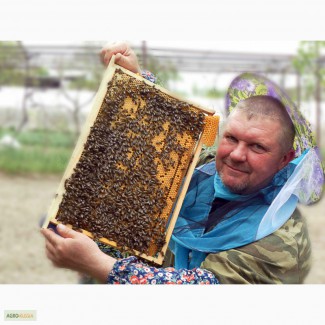Привезу Пчелопакеты 3+1 Пчёлы породы Карника