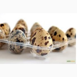 Яйца перепелиные (фермерские, диетические, ЭКСТРА)
