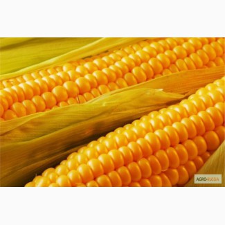 Продажа кукурузы